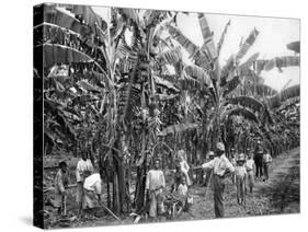 Banana Plantation, Jamaica, C1905-Adolphe & Son Duperly-Stretched Canvas