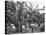 Banana Plantation, Jamaica, C1905-Adolphe & Son Duperly-Stretched Canvas