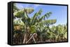 Banana Plantation Near San AndrŽs, La Palma, Canary Islands, Spain, Europe-Gerhard Wild-Framed Stretched Canvas