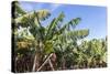 Banana Plantation Near San AndrŽs, La Palma, Canary Islands, Spain, Europe-Gerhard Wild-Stretched Canvas