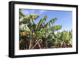 Banana Plantation Near San AndrŽs, La Palma, Canary Islands, Spain, Europe-Gerhard Wild-Framed Photographic Print