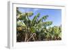 Banana Plantation Near San AndrŽs, La Palma, Canary Islands, Spain, Europe-Gerhard Wild-Framed Photographic Print