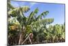 Banana Plantation Near San AndrŽs, La Palma, Canary Islands, Spain, Europe-Gerhard Wild-Mounted Photographic Print