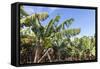 Banana Plantation Near San AndrŽs, La Palma, Canary Islands, Spain, Europe-Gerhard Wild-Framed Stretched Canvas