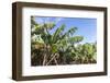 Banana Plantation Near San AndrŽs, La Palma, Canary Islands, Spain, Europe-Gerhard Wild-Framed Photographic Print