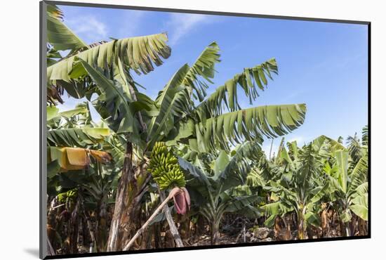 Banana Plantation Near San AndrŽs, La Palma, Canary Islands, Spain, Europe-Gerhard Wild-Mounted Photographic Print