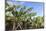 Banana Plantation Near San AndrŽs, La Palma, Canary Islands, Spain, Europe-Gerhard Wild-Mounted Photographic Print