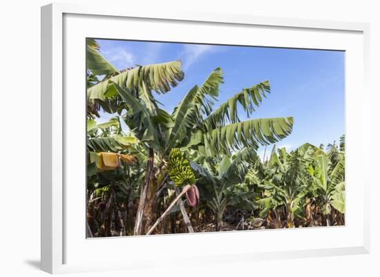 Banana Plantation Near San AndrŽs, La Palma, Canary Islands, Spain, Europe-Gerhard Wild-Framed Photographic Print