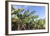 Banana Plantation Near San AndrŽs, La Palma, Canary Islands, Spain, Europe-Gerhard Wild-Framed Photographic Print