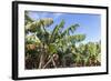 Banana Plantation Near San AndrŽs, La Palma, Canary Islands, Spain, Europe-Gerhard Wild-Framed Photographic Print