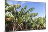 Banana Plantation Near San AndrŽs, La Palma, Canary Islands, Spain, Europe-Gerhard Wild-Mounted Photographic Print