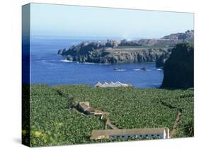 Banana Plantations, Tenerife, Canary Islands, Spain, Atlantic, Europe-Harding Robert-Stretched Canvas