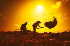 Farmers Silhouettes at Sunset. Rice Grain Threshing during Harvest Time in Northern Thailand-Banana Republic images-Photographic Print