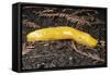 Banana Slug Gastropoda-null-Framed Stretched Canvas