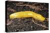 Banana Slug Gastropoda-null-Stretched Canvas