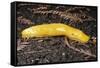 Banana Slug Gastropoda-null-Framed Stretched Canvas