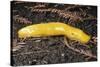 Banana Slug Gastropoda-null-Stretched Canvas