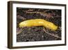 Banana Slug Gastropoda-null-Framed Photographic Print