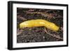 Banana Slug Gastropoda-null-Framed Photographic Print