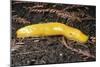 Banana Slug Gastropoda-null-Mounted Photographic Print