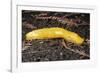 Banana Slug Gastropoda-null-Framed Photographic Print