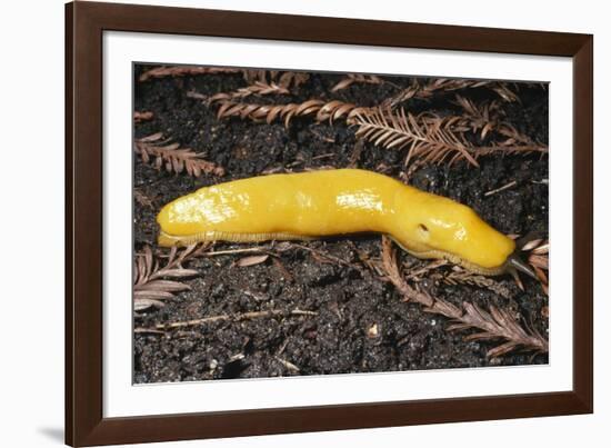 Banana Slug Gastropoda-null-Framed Photographic Print