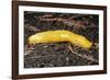 Banana Slug Gastropoda-null-Framed Photographic Print