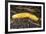 Banana Slug Gastropoda-null-Framed Photographic Print