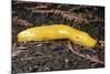 Banana Slug Gastropoda-null-Mounted Photographic Print