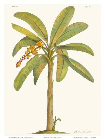 https://imgc.allpostersimages.com/img/posters/banana-tree-18th-century_u-L-F31RXD0.jpg?artPerspective=n