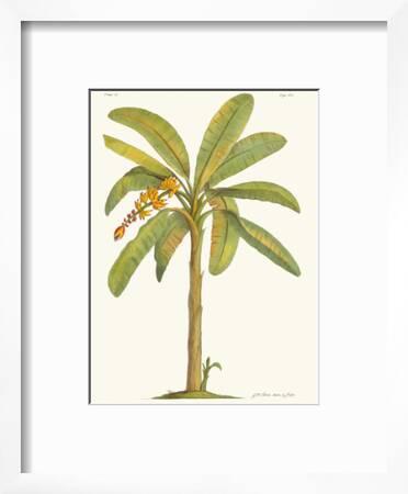Banana Tree 18th Century Prints Georg Dionysius Ehret Allposters Com