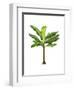 Banana Tree 1-Fab Funky-Framed Art Print