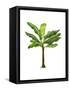 Banana Tree 1-Fab Funky-Framed Stretched Canvas