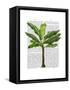 Banana Tree 1-Fab Funky-Framed Stretched Canvas