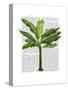 Banana Tree 1-Fab Funky-Stretched Canvas