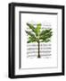 Banana Tree 1-Fab Funky-Framed Art Print