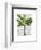 Banana Tree 1-Fab Funky-Framed Art Print