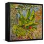 Banana Tree, 2016-Anthony Butera-Framed Stretched Canvas