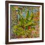 Banana Tree, 2016-Anthony Butera-Framed Giclee Print