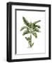 Banana Tree 2-Fab Funky-Framed Art Print