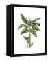 Banana Tree 2-Fab Funky-Framed Stretched Canvas