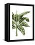 Banana Tree 3, Green-Fab Funky-Framed Stretched Canvas