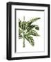 Banana Tree 3, Green-Fab Funky-Framed Art Print