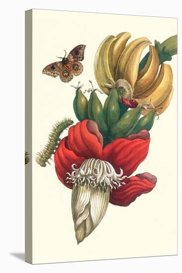 Banana Tree and Moths-Maria Sibylla Merian-Stretched Canvas