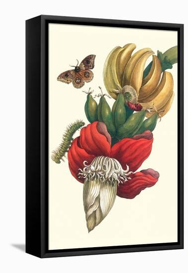 Banana Tree and Moths-Maria Sibylla Merian-Framed Stretched Canvas