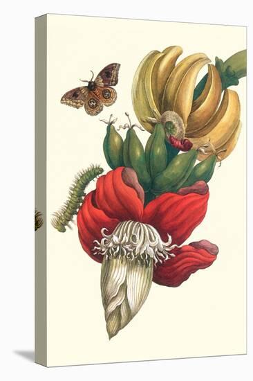 Banana Tree and Moths-Maria Sibylla Merian-Stretched Canvas