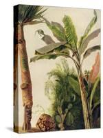Banana Tree, C.1865-Frederic Edwin Church-Stretched Canvas