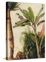 Banana Tree, C.1865-Frederic Edwin Church-Stretched Canvas