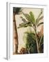 Banana Tree, C.1865-Frederic Edwin Church-Framed Giclee Print