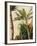 Banana Tree, C.1865-Frederic Edwin Church-Framed Giclee Print